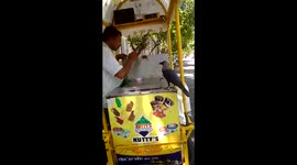 Crow wants ice cream, crow gets ice cream