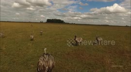 Drone films rhea birds in Argentina