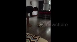Cat plays dead when owner pretends to shoot it