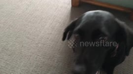 Obedient dog stops wagging tail on command