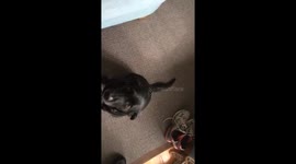Obedient dog!