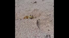 Large crab plays hide-and-seek on a beach