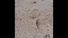 Large crab plays hide-and-seek on a beach