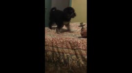 Meet the dog that really hates hookah
