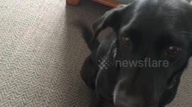 Obedient dog stops wagging tail on command