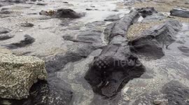 Magnificent submerged ancient forest exposed after Cornwall storms