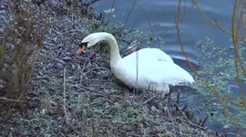 The Mating Swans: Countdown to Parenthood.