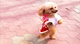 Poodle can walk on two feet for one kilometre after amputation