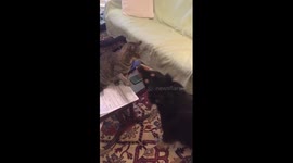 The age old battle of cat versus dog