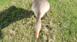 Funny goose attack