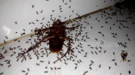 Cockroach being eaten by large colony of ants