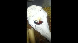 This is what a cockroach looks like after giving birth