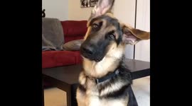 German Shepherd confused by whistling