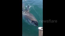 Great White Shark Tries To Bite Boat
