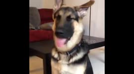 German Shepherd confused by whistling