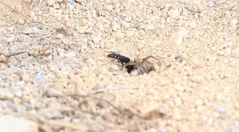 Parasitic Wasp vs Wolf Spider