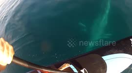 Paddleboarder surprised by 'playful' whale underneath him