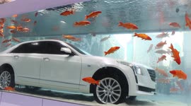 Luxury car in an aquarium is surrounded by hundred of fishes