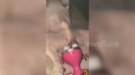 Pet dog falls asleep as electric massager rubs his scrotum