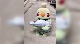 Adorable Forpus bird sleeps in arms of plushie teddy bear toy