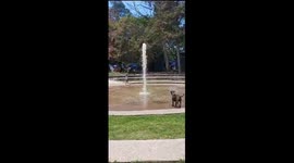 Little Dog Gets Lifted by Fountain
