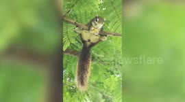 Flexible squirrel does splits on tree branch while nibbling on fruit