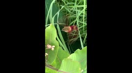 Hummingbird clearwing moth unfolds its tongue over and over to drink nectar from milkweed flowers as it hovers like a hummingbird