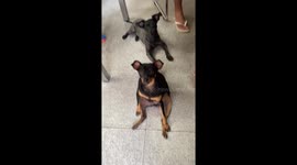 Miniature Pinscher Takes a Seat