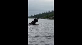 Moose Crosses The River