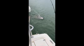 Dolphin Begs Boat For Shrimp
