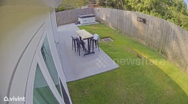 Dog Chases Squirrel Around Yard
