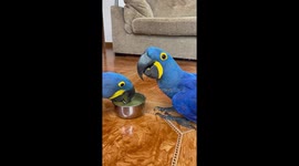 Macaws Take Turns To Drink