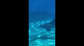 Incredible moment dolphin blows bubble rings