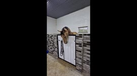Feisty equine communication: when horses speak their minds in Sweden's Luleå