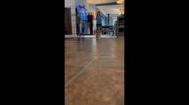 Cautious Corgi Puppy