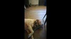 Adorable Ducklings Nap With Dog