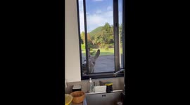 Donkey Comes to Have Breakfast at the Kitchen Window Every Morning