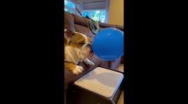 Bulldog and her Balloon