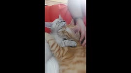 Cats Fall Asleep While Cuddling