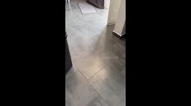 Escaped Robot Vacuum Cleans To Freedom