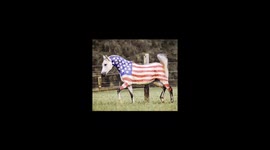 American Flag Horse Painting Tutorial