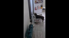 Naughty Dachshund Enjoys a Yogurt Treat