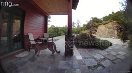Mountain lion pays unsuspecting California homeowner a visit