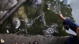 Race Against Extinction: Bostami Turtle Fights for Survival Amidst Pollution Threats