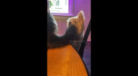 Cute Dog Catches Mouthful of Cat Hair