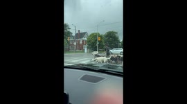 A Committee Of Canines