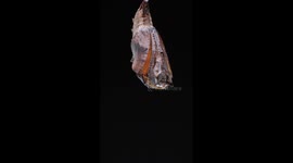 Beautiful damora sagana butterfly emerges from cocoon in stunning timelapse