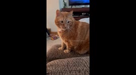 Cat Does Not Approve of Spaghetti