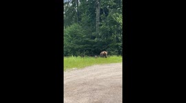 Mama Bear and Cubs Walk Along Road