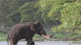 treat to inured wild tusker .he had shoot to hes leg